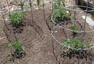 Cherokee Purple Seed Source Trial