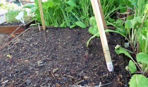 Malabar Spinach seedlings
