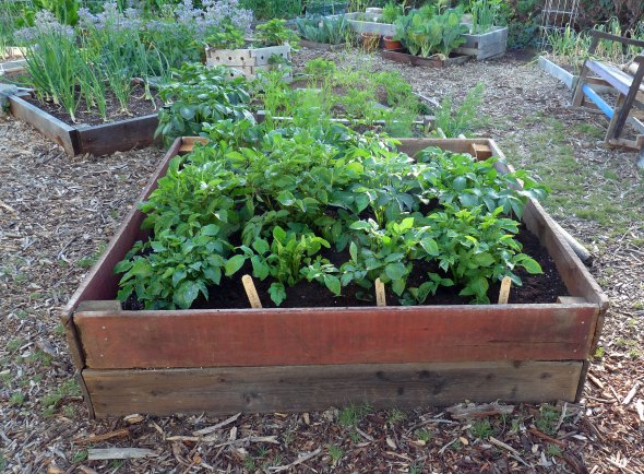 Raising the potatoes raised bed