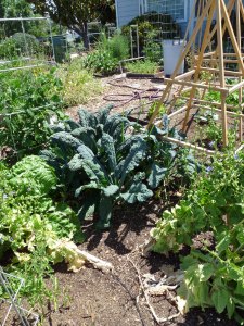 Front Yard Vegetable Garden