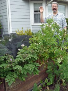 Tall-vined 'Guisi' Potatoes