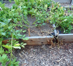 Potato vines starting to die back