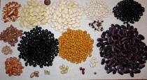 Home grown dried beans