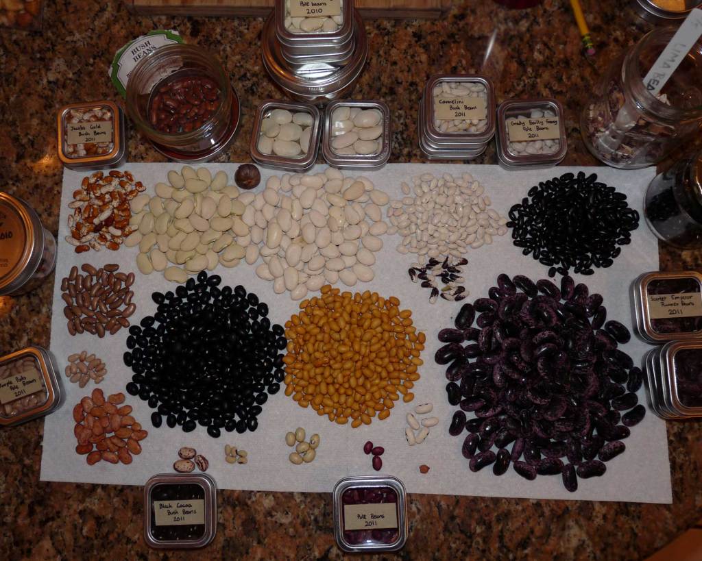 Dried Bean Varieties