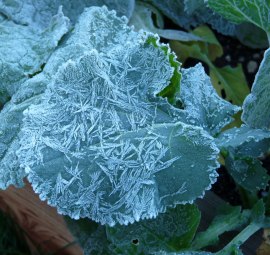frosted-broccoli