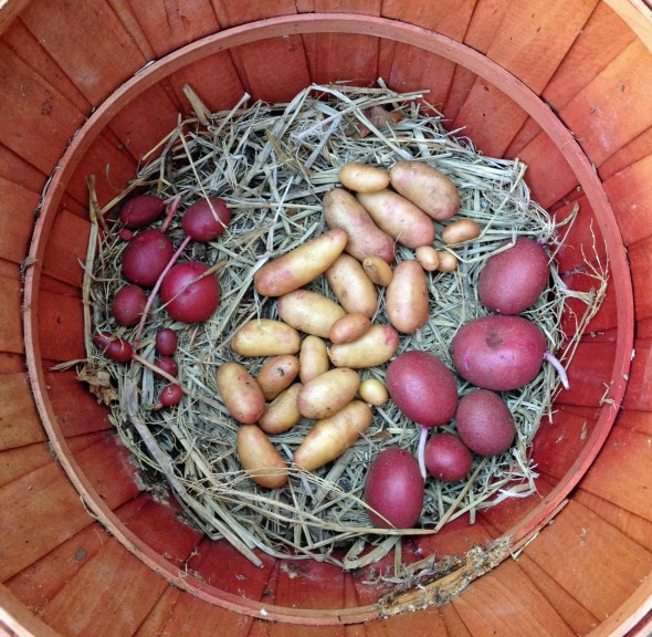 Seeking Long, Tall Potato for Breeding Experiment