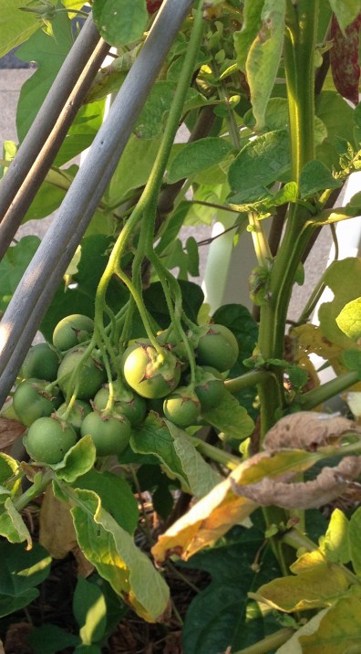 Potato seed is produced in small, round, usually green, berries that are reported to be highly toxic. 
