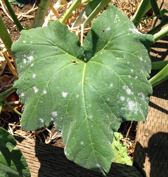 Spaghetti Squash Leaf with Whitefly
