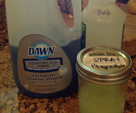 Homemade Whitefly Spray