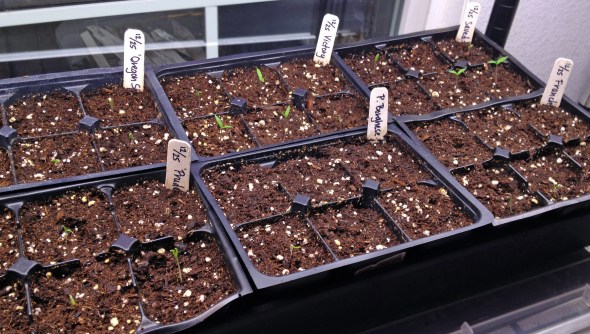 Starting the Drying Tomatoes
