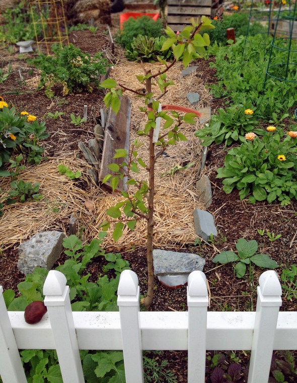 New Fruit Tree Guilds