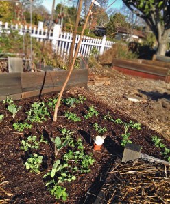 Fruit Tree Guild with Ollas