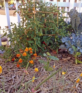 Cow Peas and Friends