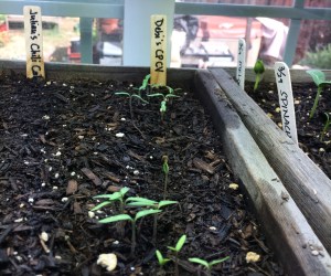 Tomato Seedlings